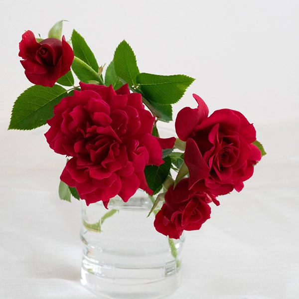 品種名アケメネス