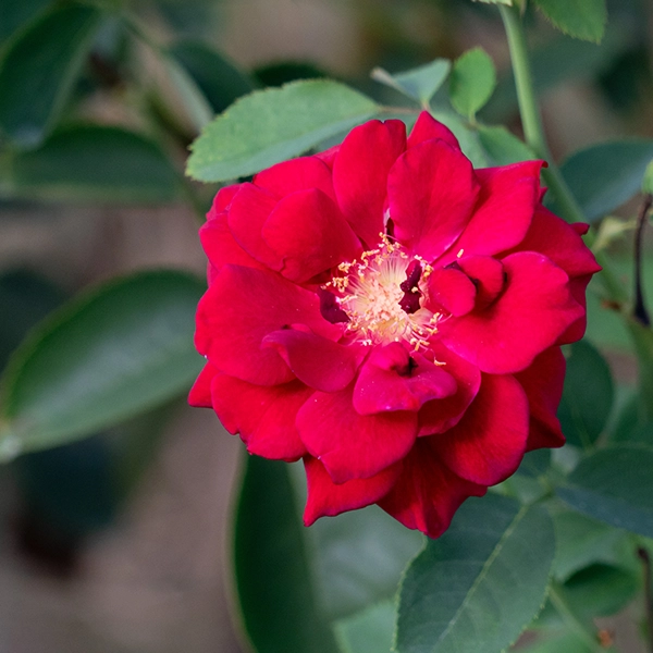 品種名アケメネス