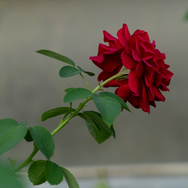 品種名アケメネス