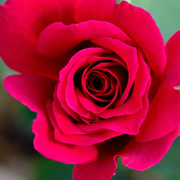 品種名アケメネス