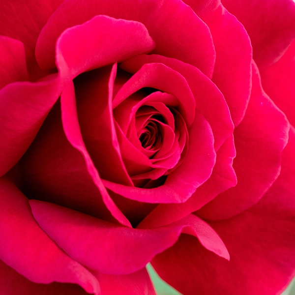 品種名アケメネス