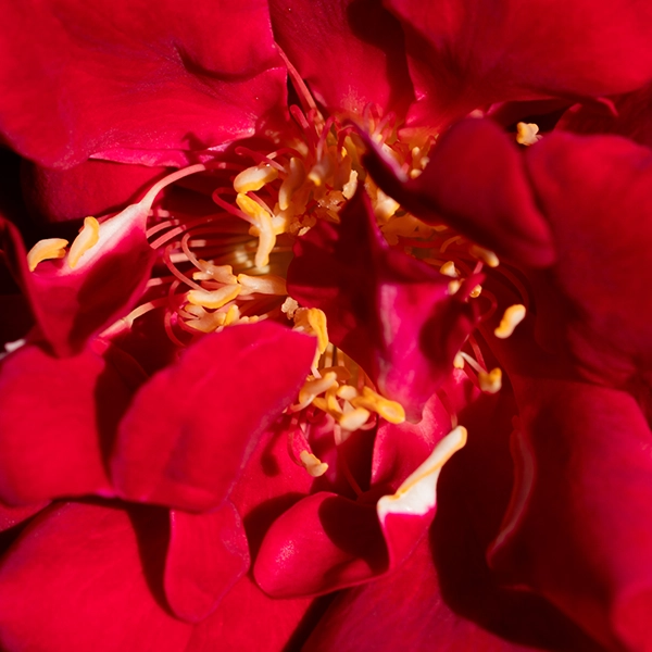 品種名アケメネス