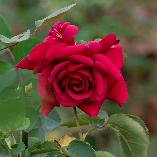 品種名アケメネス