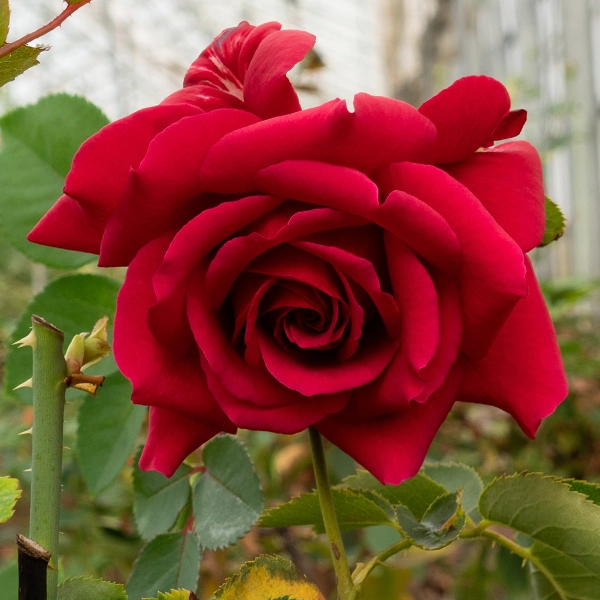 品種名アケメネス