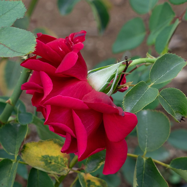 品種名アケメネス