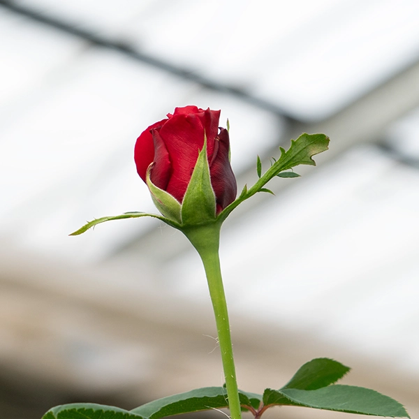 品種名アケメネス