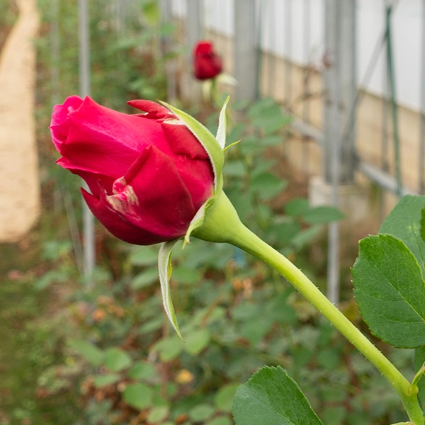 品種名アケメネス