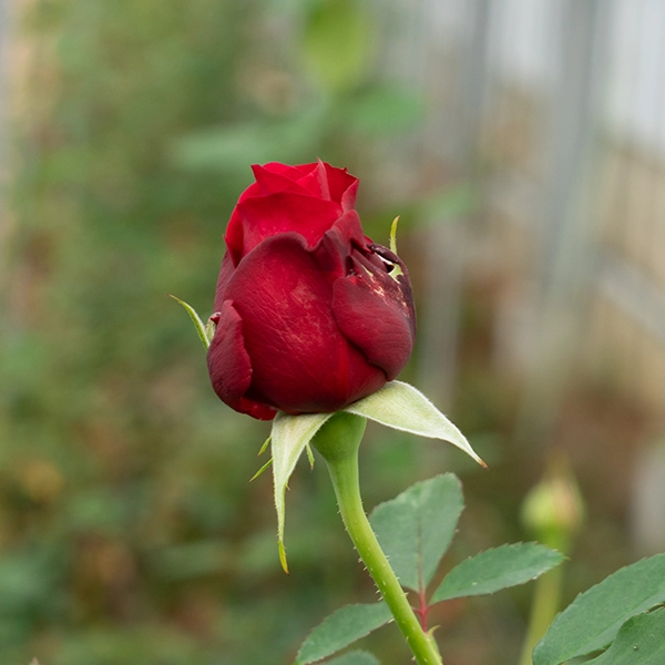 品種名アケメネス