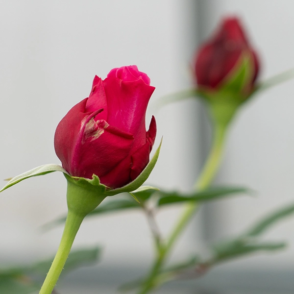 品種名アケメネス