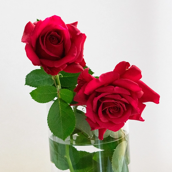 品種名アケメネス