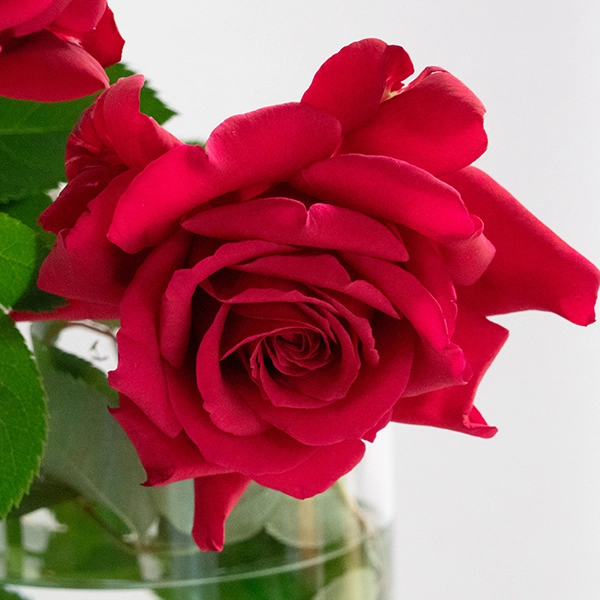 品種名アケメネス