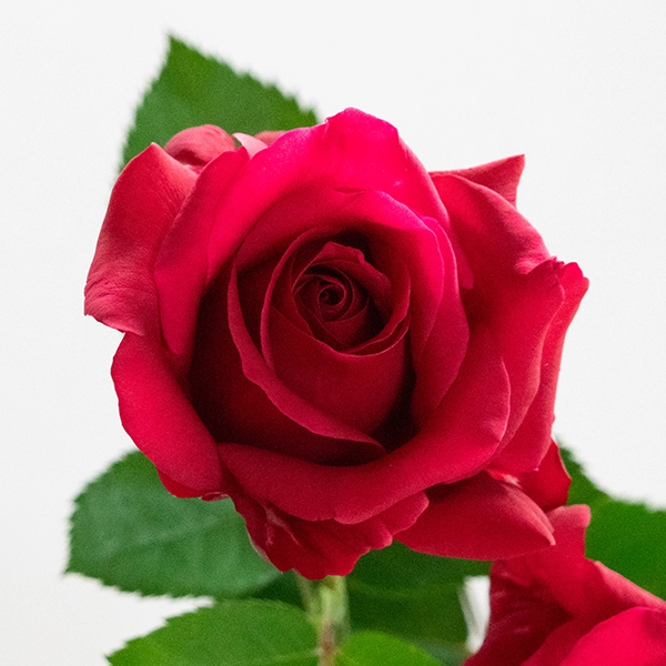 品種名アケメネス