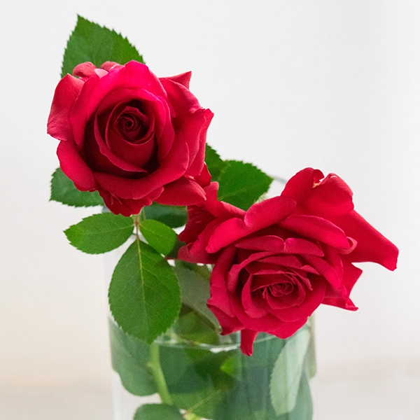 品種名アケメネス