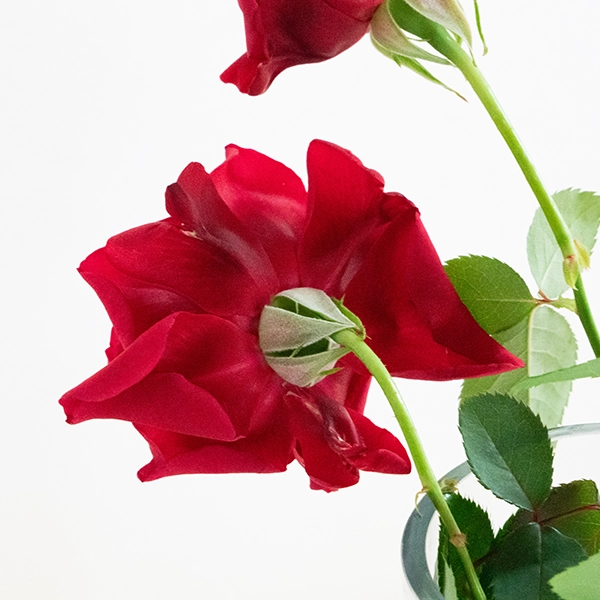 品種名アケメネス