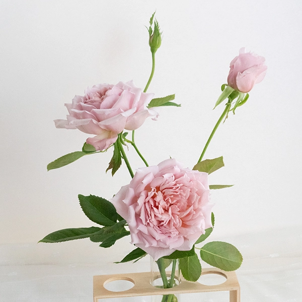 品種名アニーローズ