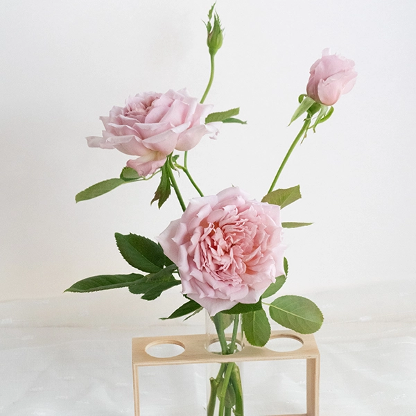 品種名アニーローズ