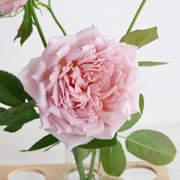 品種名アニーローズ