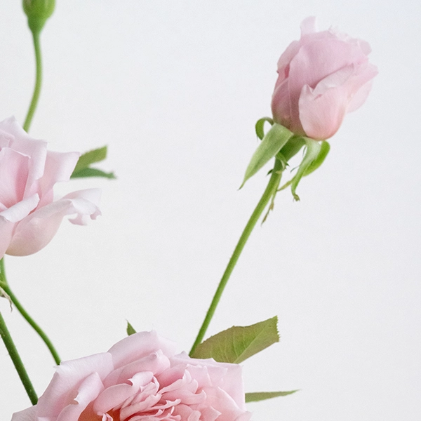 品種名アニーローズ