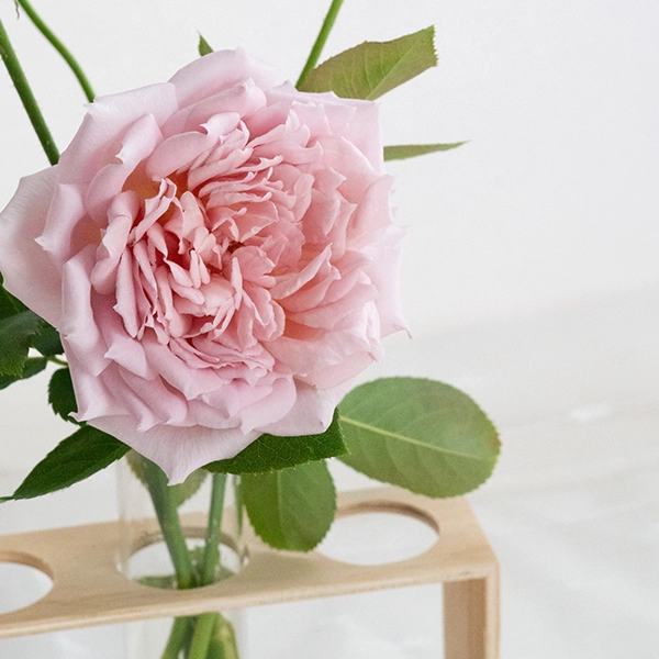 品種名アニーローズ