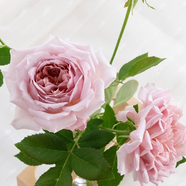 品種名アニーローズ