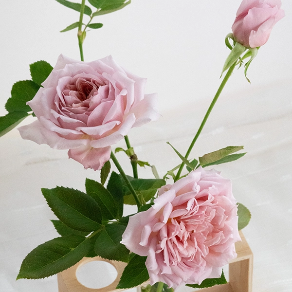 品種名アニーローズ