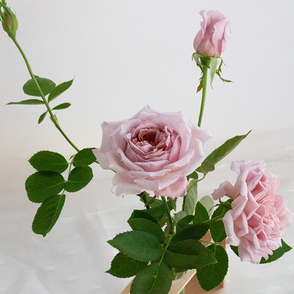 品種名アニーローズ