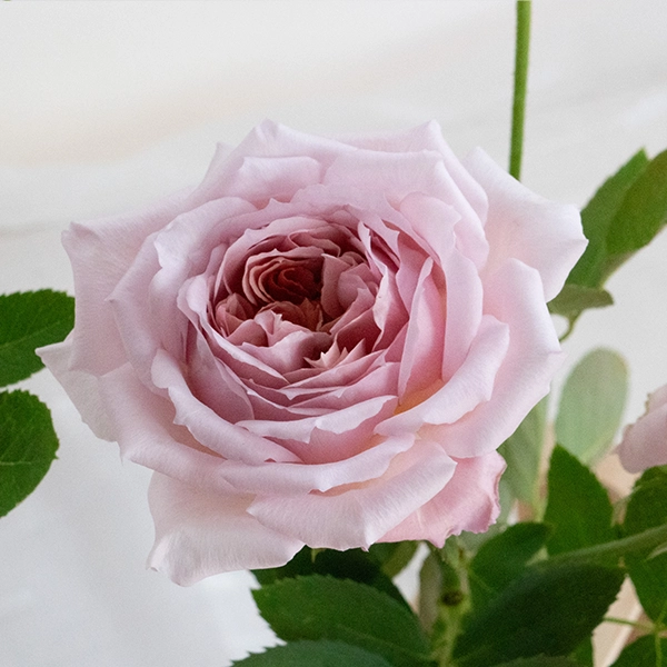 品種名アニーローズ