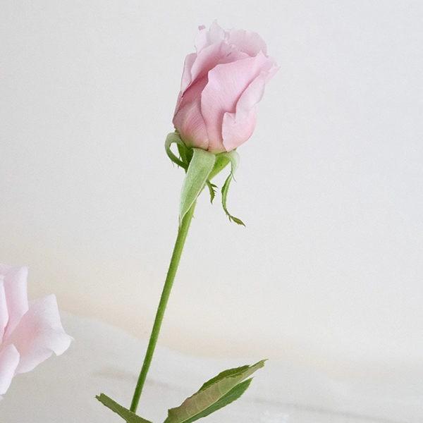 品種名アニーローズ