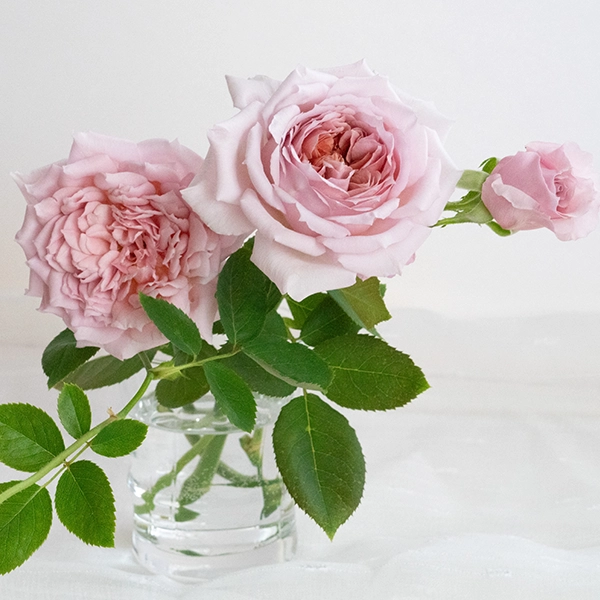 品種名アニーローズ