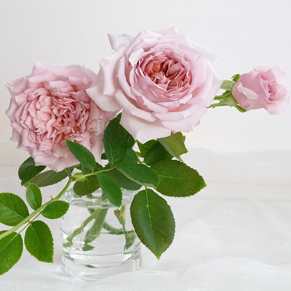 品種名アニーローズ