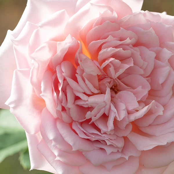 品種名アニーローズ