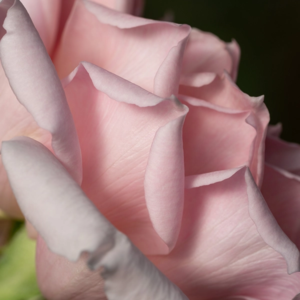 品種名アニーローズ