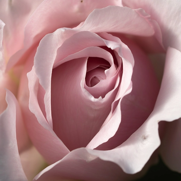 品種名アニーローズ