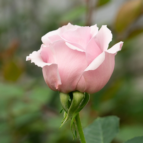 品種名アニーローズ