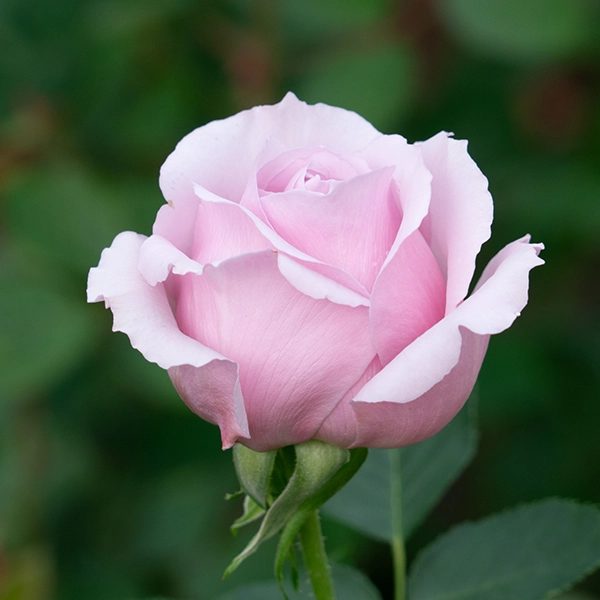 品種名アニーローズ