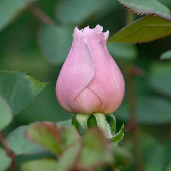 品種名アニーローズ