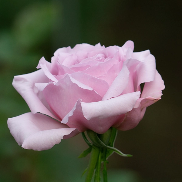 品種名アニーローズ