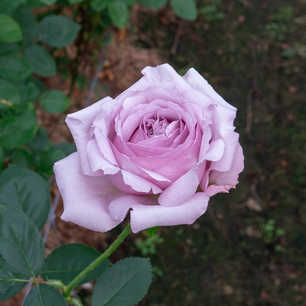 品種名アニーローズ