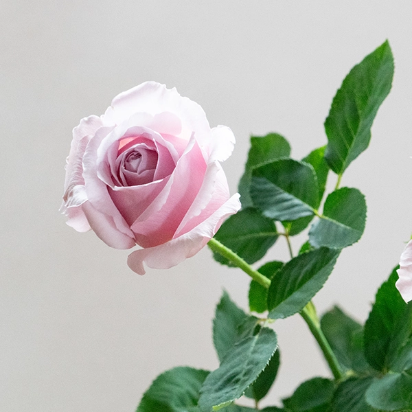 品種名アニーローズ