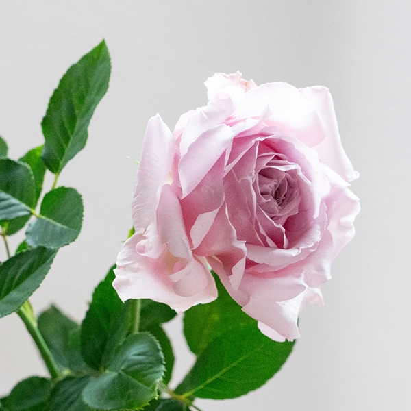 品種名アニーローズ