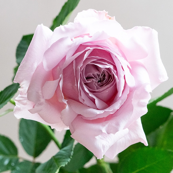 品種名アニーローズ