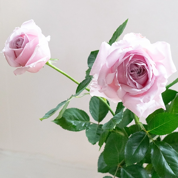 品種名アニーローズ