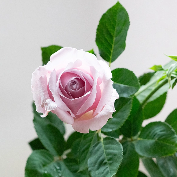 品種名アニーローズ