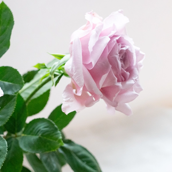 品種名アニーローズ