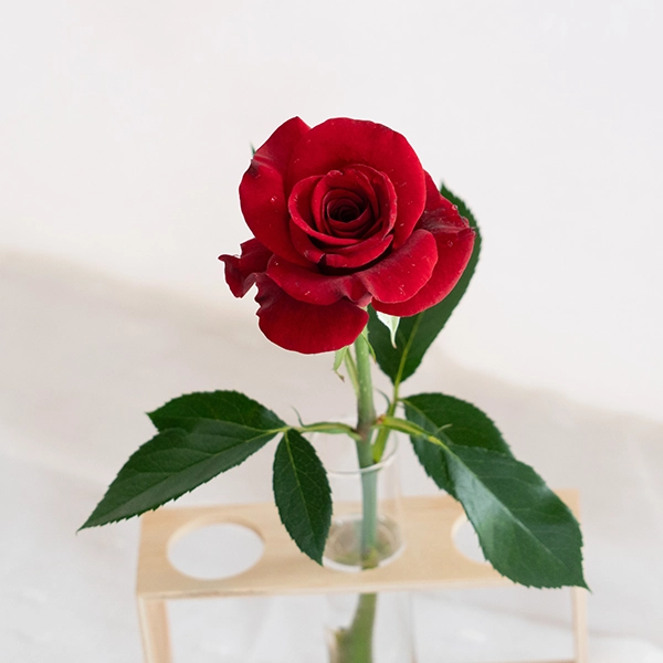 品種名ブラックホール