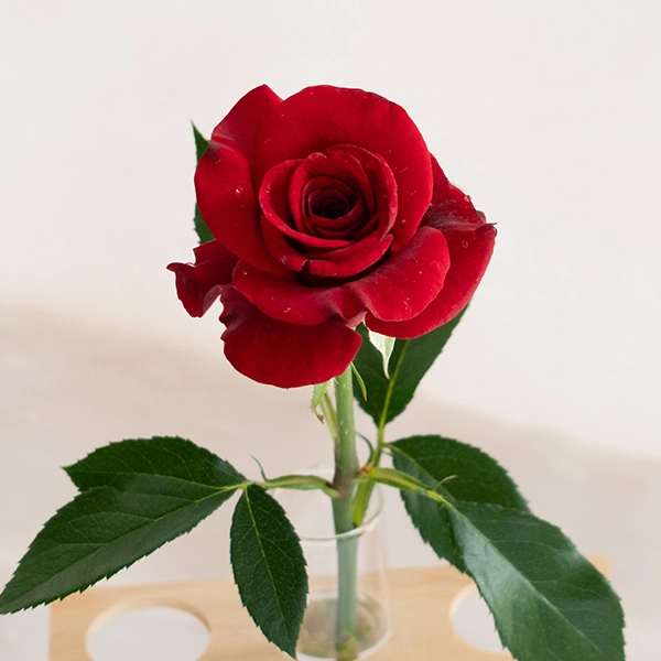 品種名ブラックホール