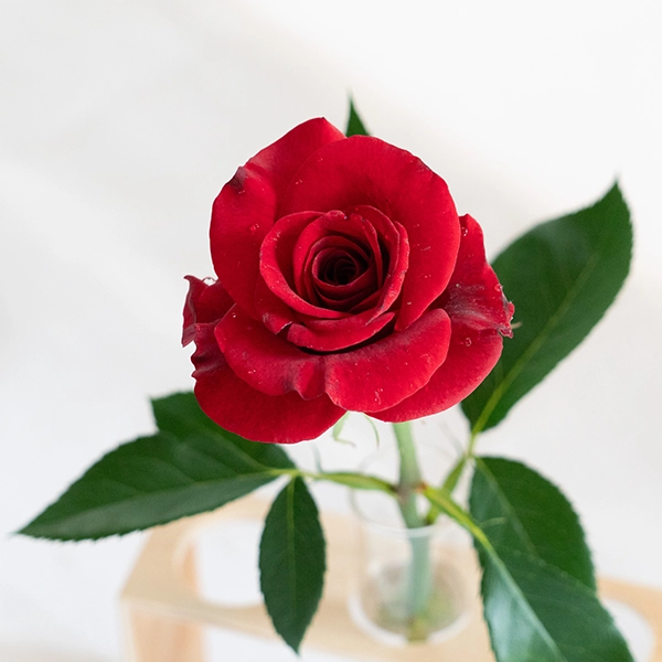 品種名ブラックホール