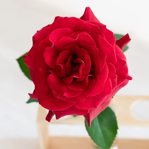 品種名ブラックホール