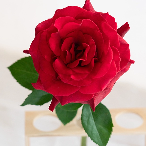 品種名ブラックホール