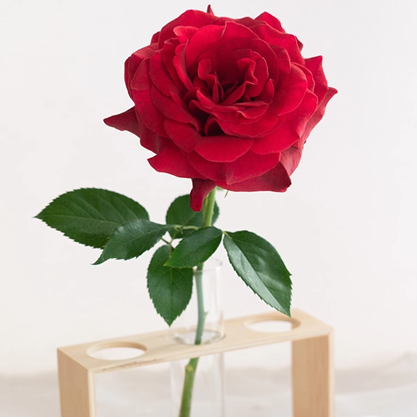 品種名ブラックホール